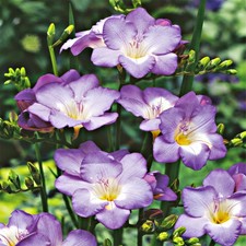 Bulbes de freesias simples bulbes fleurs Freesia bleus 10 pcs