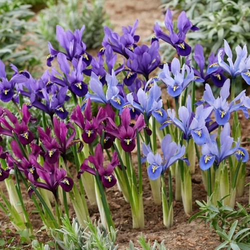 Iris bulbe reticulata - bulbe,