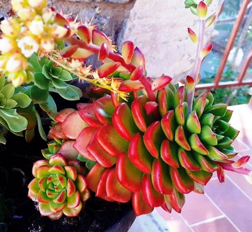 Pour 12 plantes - 12,