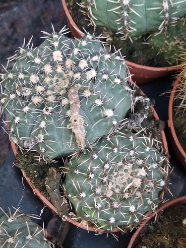 Plante succulente cactus - plante,