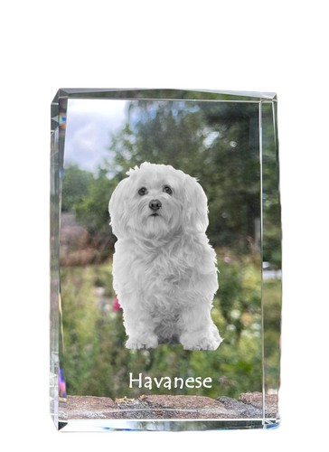 Bichon havanais cristal avec
