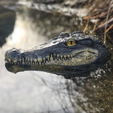 33CM Tête de Crocodile