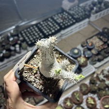 Double-end Pachypodium