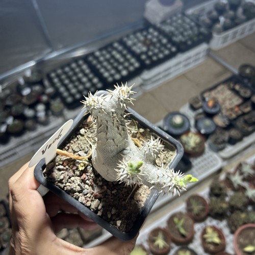 Double end pachypodium - double-end,