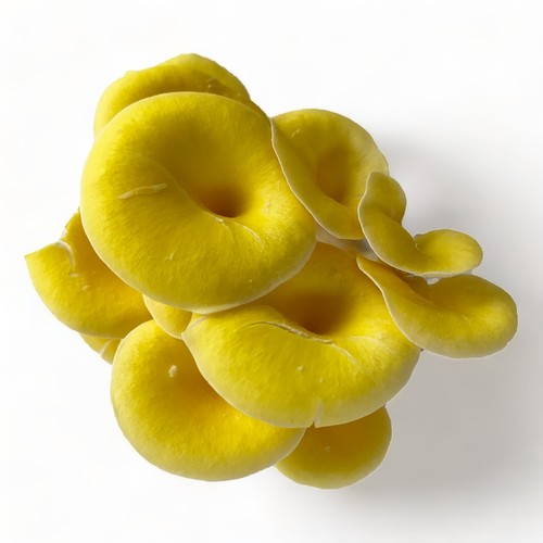 Organic golden oyster mushroom - organic,