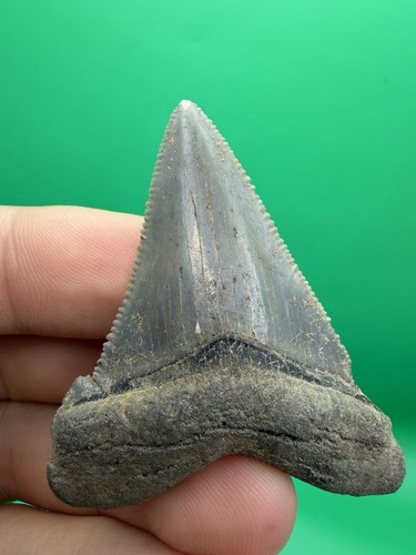 Sharply serrated angustidens - sharply,