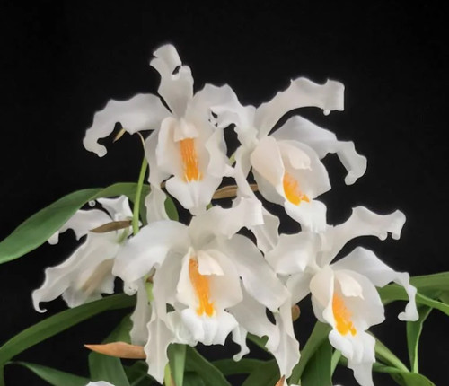 Coelogyne cristata species - cristata,