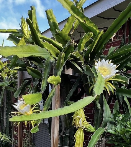Pitaya fruit dragon - fruit,