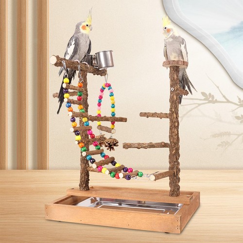 Parrot bird playground - parrot,