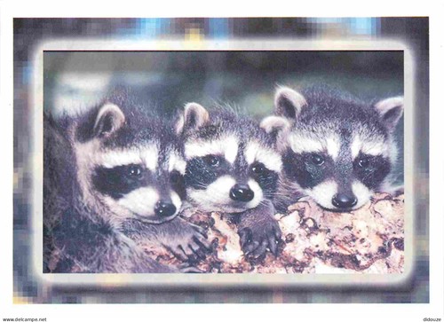 Postcard animals raccoon - -,