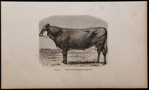 1860 taureau de - taureau,