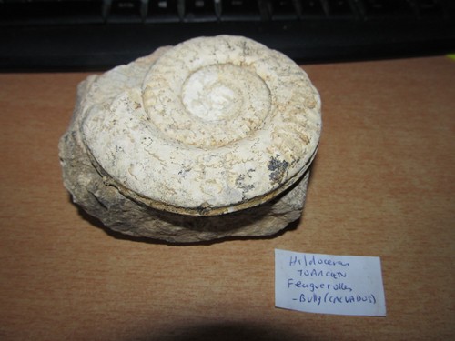 Ammonite hildoceras toarcien - ammonite,