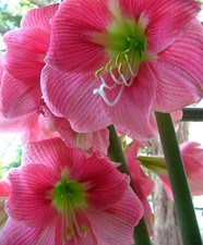 Blue Buddha Farm: Amaryllis 'Amalfi' Bulb - Striking Rose-Colored Blooms