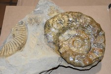 Grande ammonite Paraspidoceras