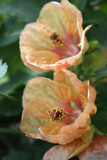 5 graines ERABLE A FLEURS(