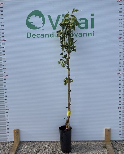 Plante pistache pot - en, «