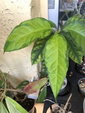 HOYA MULTIFLORA VARIEGATA (ROOTED PLANT)