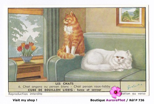 Les chats chat angora - chats,,