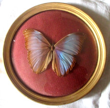 Antique Genuine Butterfly Morpho Menalaus Amazon Vintage Under Glass Frame
