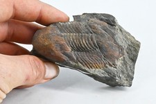 Trilobite illaenus darivillien