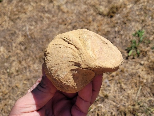 Nautile fossile marin - , france