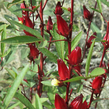 Red Hibiscus Roselle Seeds | Sabdariffa Sour Leaf Sorrel Chin Baung Jamaican