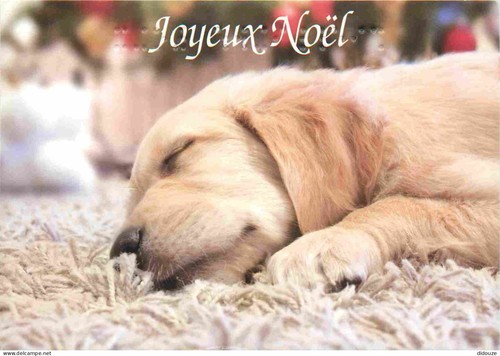 Carte postale animaux - -,