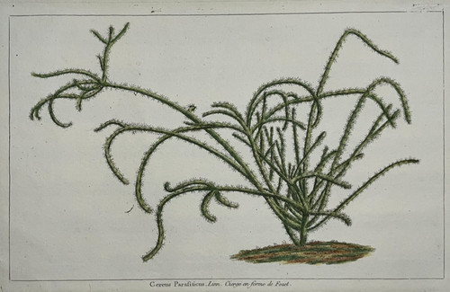 Cactus cereus parasiticus linn - parasiticus,
