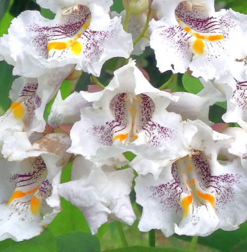 Catalpa speciosa - ,