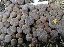 LITHOPS MENNELLII  cactus