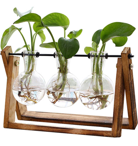 Plant terrarium with - plant,