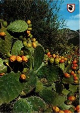 CPM CORSE - Figuiers de Barbarie (711068)