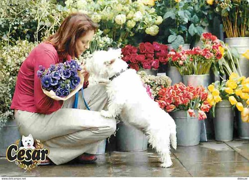 Carte postale animaux - postale,