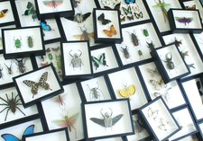 Cadres entomologiques
