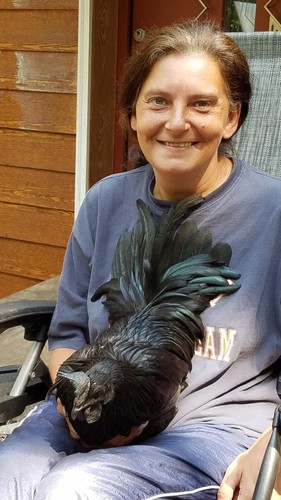 Ayam cemani hatching eggs - cemani,