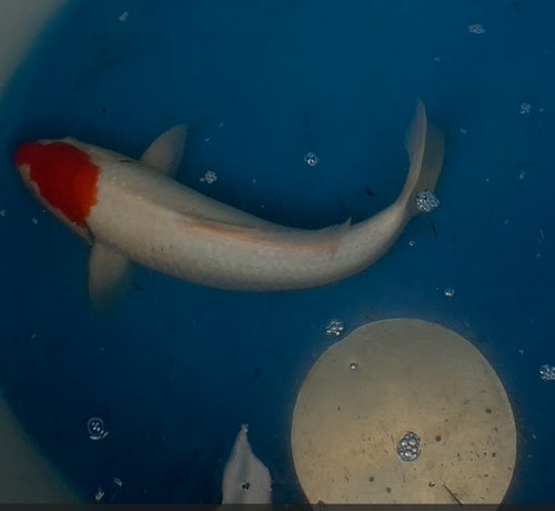 16in kohaku tancho - 16in,