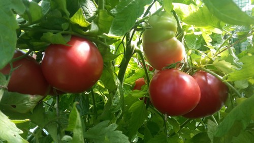 Graines tomates roses de - de,