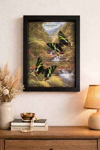 Cadre papillon butterfly - cadre,
