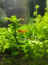 lot de 15 crevettes orange