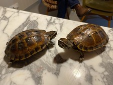 Taxidermie Tortues d eau
