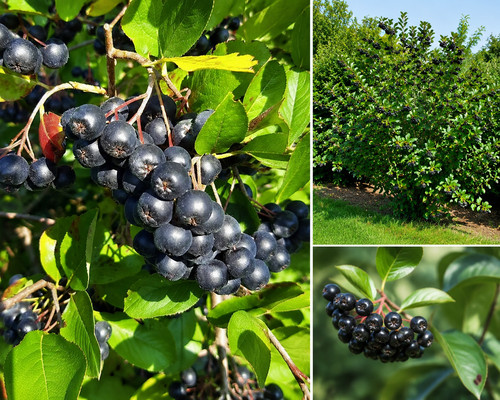 Aronia melanocarpa 200 - aronia, melanocarpa,