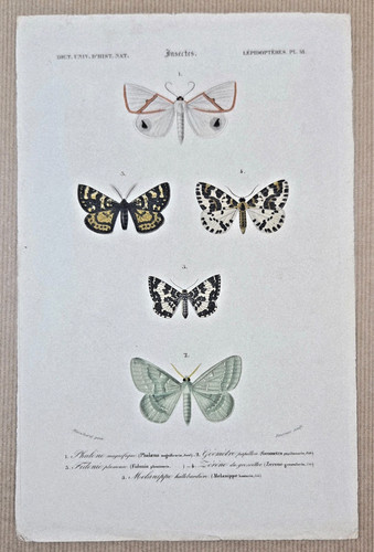 Color engraving insects birch - color,
