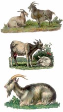 3 DECOUPIS ANCIENS CHEVRES -