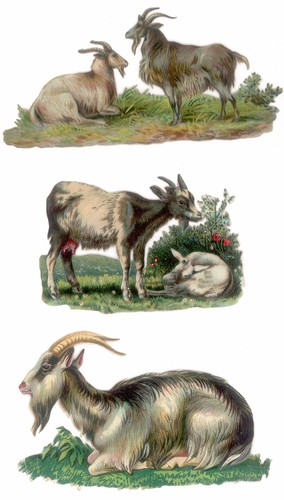 Decoupis anciens chevres - chevres,