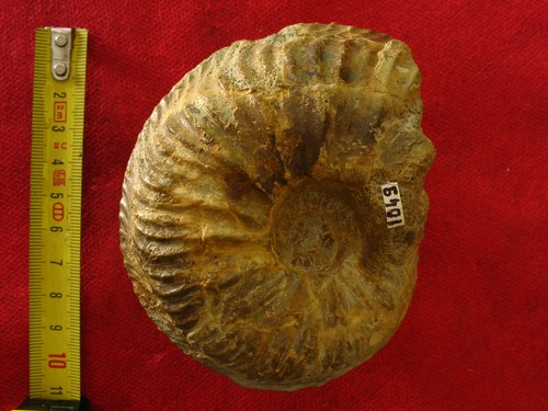 Ammonite oxfordien - de,