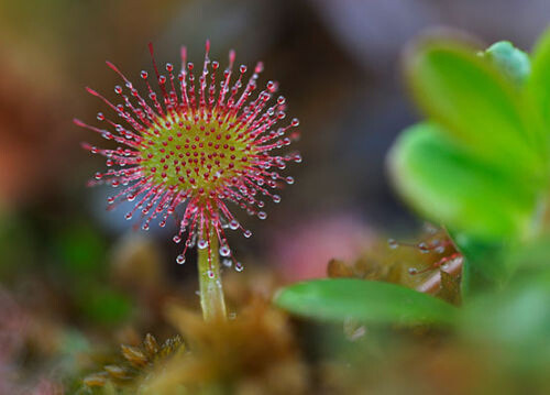 Drosera rotundifolia 10 - rotundifolia,