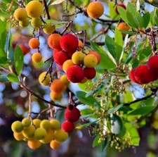 3 Boutures Arbousier - Arbre