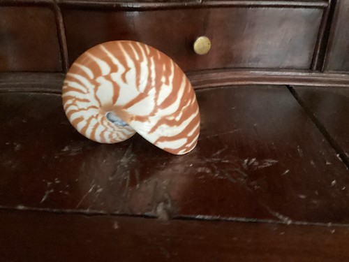 Rare petit nautile - , zêbré