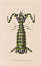 Squille Maculée Homard