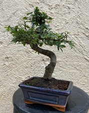 BONSAÏ ORME DE CHINE ZELKOVA